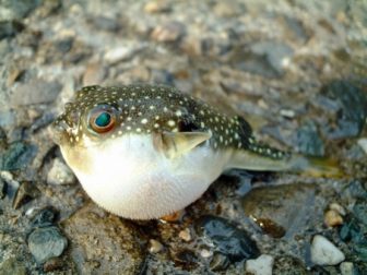 知らなきゃ恥ずかしい!?「てっさ」と「ふぐ刺し」の違いとは? | Growing‼