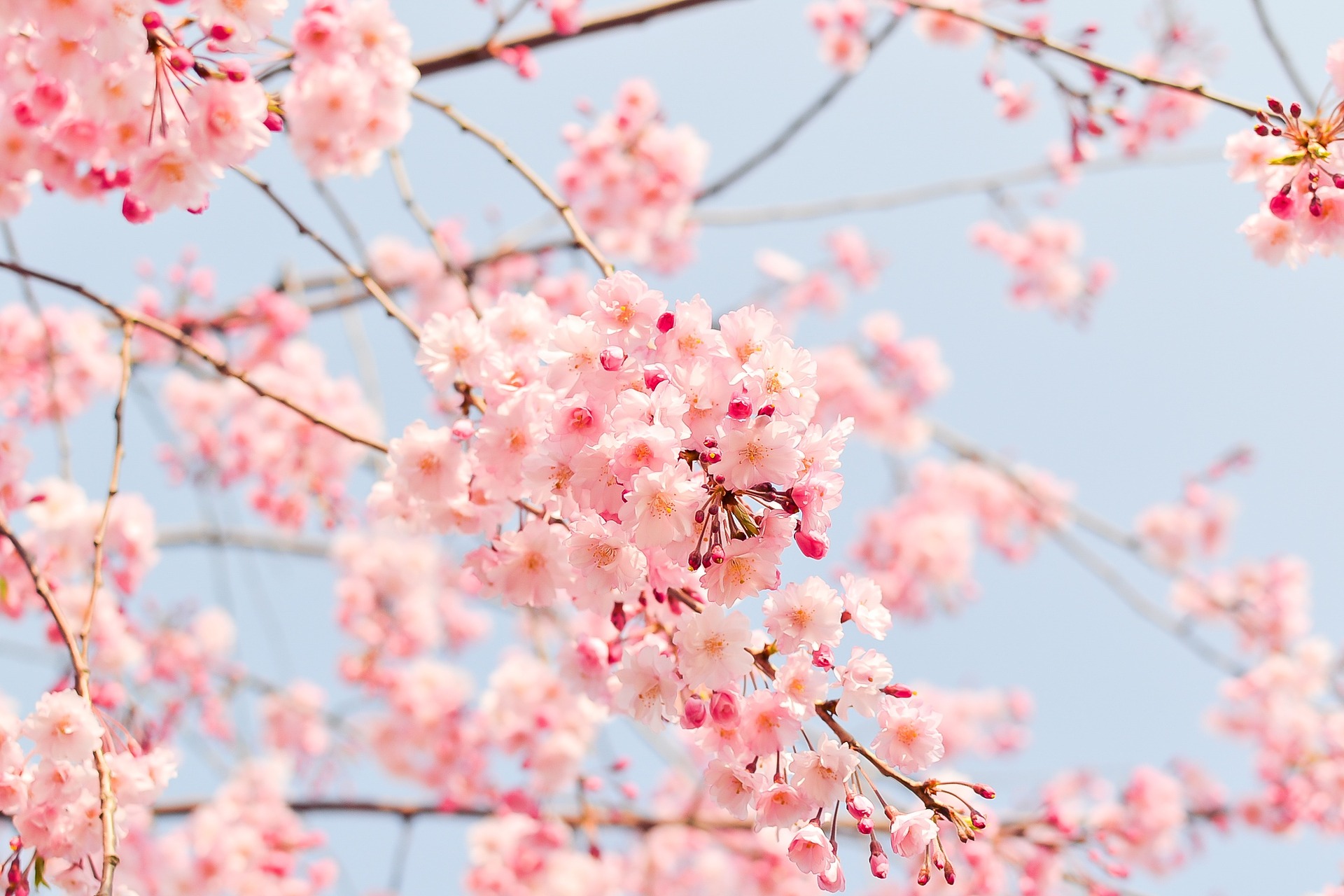 桜のつぼみが ほころぶ という言葉の意味 分かりますか Growing
