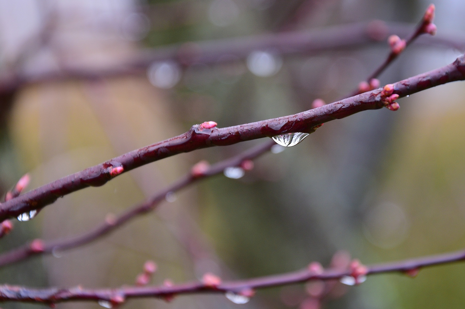 桜のつぼみが「ほころぶ」という言葉の意味、分かりますか？ | Growing‼